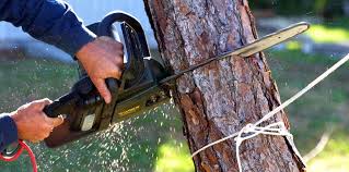 Professional Tree Care in Tullytown, PA