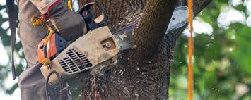 Best Storm Damage Tree Cleanup  in Tullytown, PA