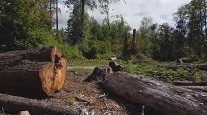 Best Tree Mulching  in Tullytown, PA