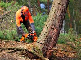 Best Commercial Tree Services  in Tullytown, PA