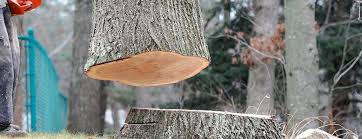 Tree and Shrub Care in Tullytown, PA