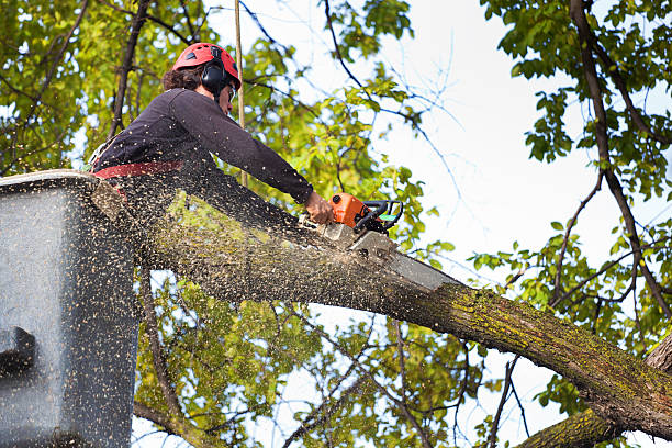 Best Hazardous Tree Removal  in Tullytown, PA